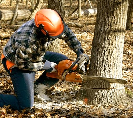 Tree Removal in Alpine, NY